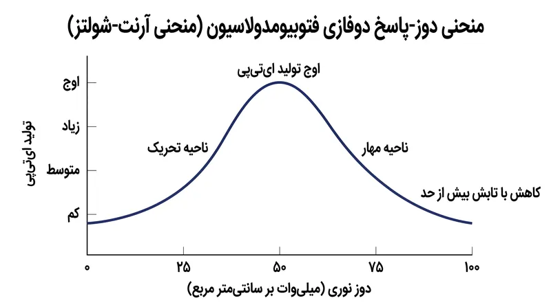 پاسخ دوز دوفازی نشان می‌دهد که قرار گرفتن بیش از حد در معرض نور، به جای تحریک انرژی سلولی، می‌تواند آن را مهار کند.