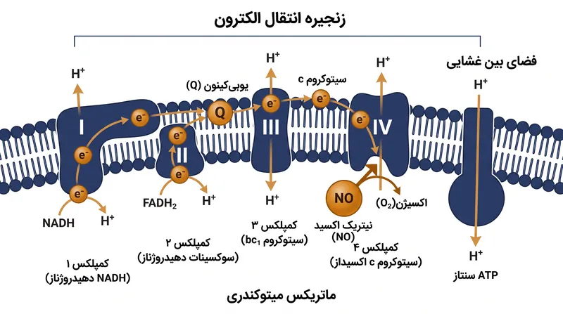در شرایط استرس‌زا، نیتریک اکسید به سیتوکروم سی اکسیداز متصل شده و تولید ATP را متوقف می‌کند.