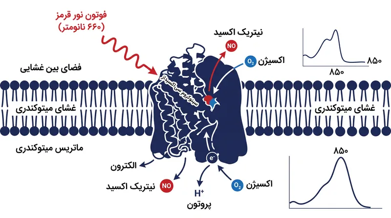 فوتون‌های نور قرمز به طور فیزیکی پیوند بین آنزیم و نیتریک اکسید را می‌شکنند و به اکسیژن اجازه بازگشت می‌دهند.