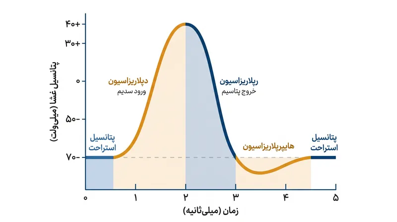 پتانسیل عمل توسط باز و بسته شدن متوالی کانال‌های سدیم و پتاسیم وابسته به ولتاژ هدایت می‌شود.