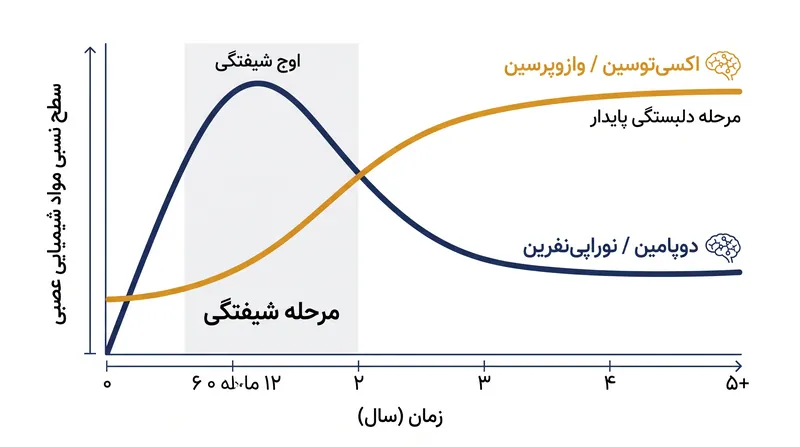 پروفایل شیمیایی عصبی یک رابطه با گذار از شیفتگی اولیه به دلبستگی طولانی‌مدت، تغییرات چشمگیری را تجربه می‌کند.