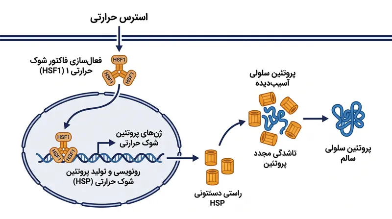 پروتئین‌های شوک حرارتی به عنوان چپرون‌های مولکولی عمل کرده و آسیب‌های سلولی ناشی از استرس حرارتی را ترمیم می‌کنند.