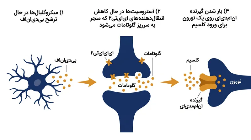 چرخه پیش‌خور متوالی: چگونه فعال‌سازی میکروگلیال و آستروسیتیک به هم می‌پیوندند تا گیرنده NMDA را در یک حالت باز و بیش‌فعال قفل کنند.