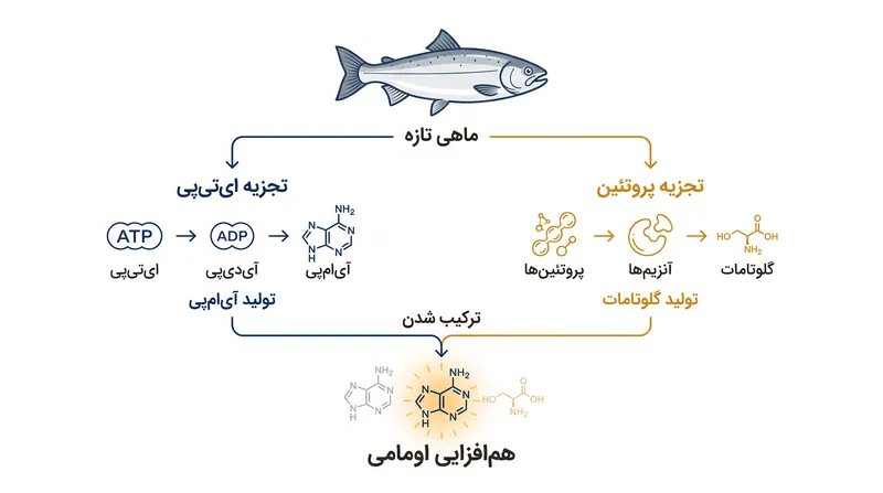 تجزیه آنزیمی پروتئین‌ها و ای‌تی‌پی (ATP) ترکیباتی را می‌سازد که مسئول ایجاد هم‌افزایی طعم اومامی هستند.