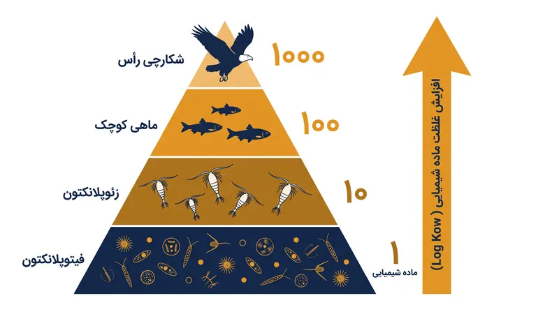 بزرگ‌نمایی زیستی، غلظت مواد شیمیایی را در هر سطح پرورشی متوالی چند برابر می‌کند.