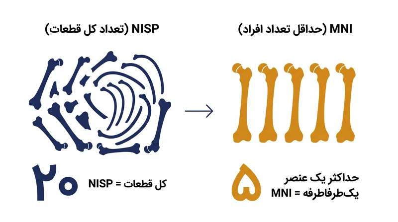 چگونه NISP و MNI اندازه جمعیت را از یک مجموعه استخوانی یکسان، به شکل متفاوتی محاسبه می‌کنند.
