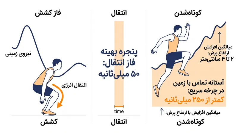 چرخه کشش-کوتاه‌شدن برای به حداکثر رساندن انتقال انرژی الاستیک، به یک فاز انتقال ۵۰ میلی‌ثانیه‌ای متکی است.