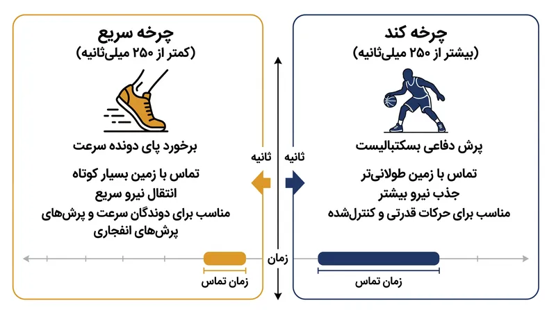 چرخه‌های کشش-کوتاه‌شدن بر اساس کل زمان تماس با زمین دسته‌بندی می‌شوند، هرچند هر دو نوع به یک فاز انتقال سریع وابسته‌اند.