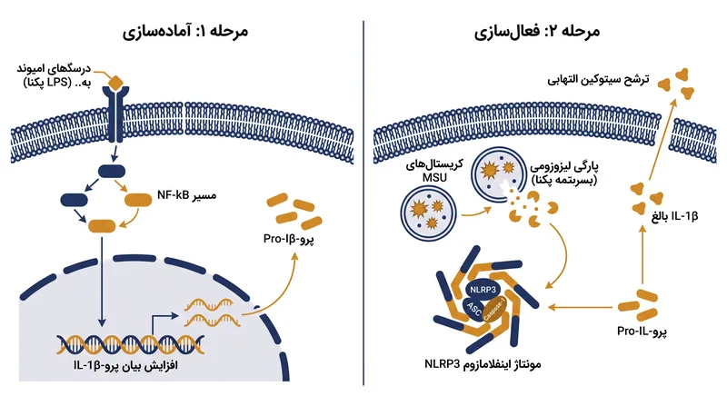 اینفلامازوم NLRP3 برای شروع حمله نقرس هم به یک سیگنال آماده‌سازی متابولیک و هم به یک محرک فیزیکی نیاز دارد.