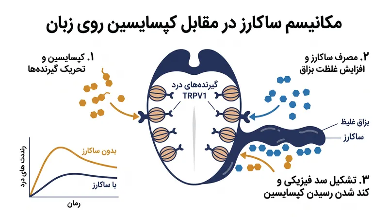 ساکارز چگونه از نظر فیزیکی و عصبی، اثر کپسایسین را خنثی می‌کند.