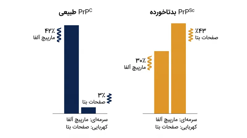 سازماندهی مجدد ساختاری پروتئین پریون شامل افزایش عظیمی در محتوای صفحات بتا است.