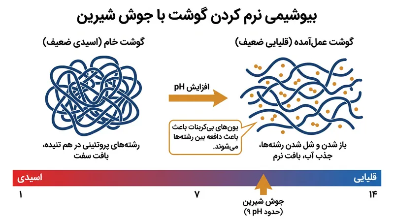 چگونه یک محیط قلیایی پروتئین‌های میوفیبریلار را برای حفظ رطوبت باز و نرم می‌کند.