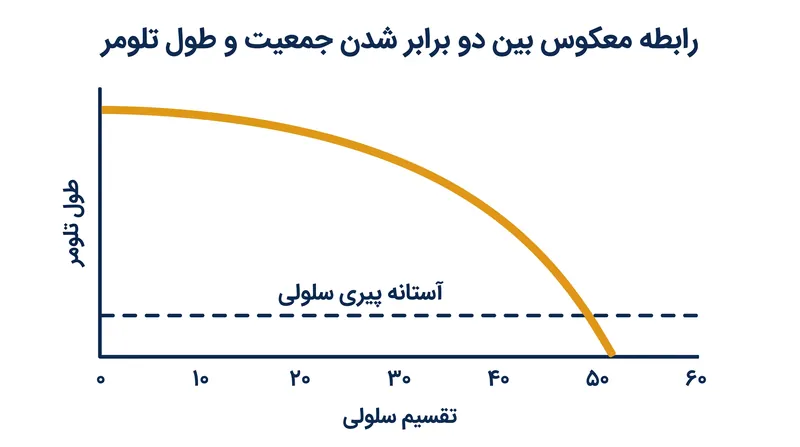 تکثیر سلولی پس از ۴۰ تا ۶۰ بار دو برابر شدن جمعیت سلولی، زمانی که تلومرها به حداقل طول بحرانی می‌رسند، به طور قطعی متوقف می‌شود.