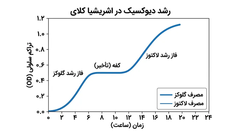 رشد دیوکسیک به این دلیل رخ می‌دهد که باکتری‌ها گلوکز را در اولویت قرار می‌دهند و تنها زمانی قفل اپرون لک را باز می‌کنند که گلوکز تمام شده باشد.