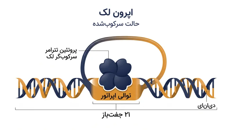 سرکوب‌گر به یک توالی اپراتور ۲۱ جفت‌بازی متصل می‌شود و به طور فیزیکی مسیر آران‌ای پلیمراز را مسدود می‌کند.