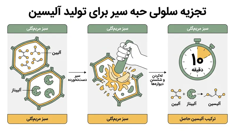 چگونه له‌کردن و استراحت دادن به آنزیم آلییناز اجازه می‌دهد تا آلیین را به آلیسینِ مقاوم در برابر حرارت تبدیل کند.