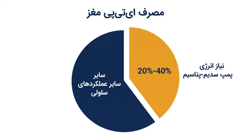 پمپ سدیم-پتاسیم بخش عظیمی از کل بودجه انرژی مغز را به خود اختصاص می‌دهد.