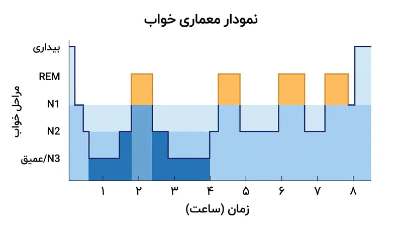خواب عمیق NREM در نیمه اول شب غالب است، در حالی که خواب REM در نیمه دوم شب تسلط دارد.
