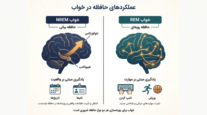 خواب NREM حقایق را به حافظه بلندمدت منتقل می‌کند، در حالی که خواب REM مهارت‌های حرکتی را در ذهن نهادینه می‌سازد.