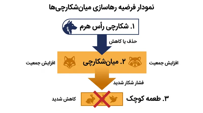 مکانیسم یک آبشار تروفیک: حذف تنظیمات بالا به پایین به شکارچیان میانی اجازه می‌دهد تا با انفجار جمعیت مواجه شوند.