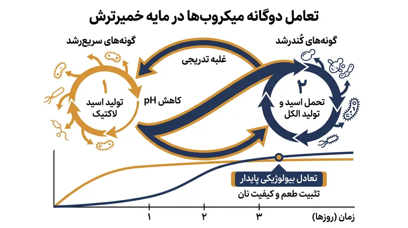 تعاملات دوگانه تضمین می‌کنند که هیچ باکتری سریع‌رشدی نمی‌تواند به تنهایی بر کشت مایه خمیر مسلط شود.