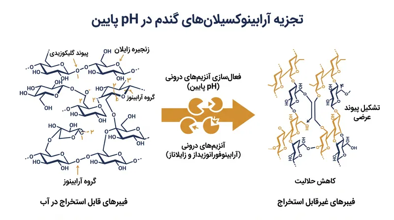محیط اسیدی خمیرترش آنزیم‌های درونی گندم را فعال کرده و فیبرهای رژیمی غلات را به‌طور بنیادین تغییر می‌دهد.