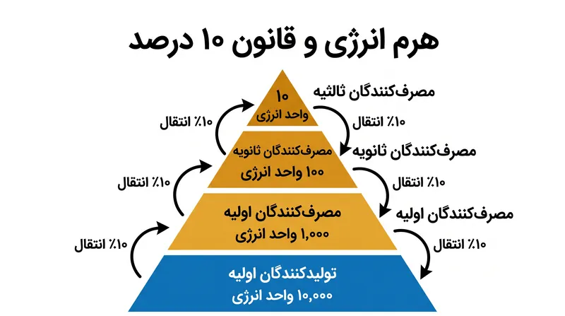 از آنجا که در هر سطح پرورشی تقریباً ۹۰ درصد انرژی به صورت گرما هدر می‌رود، استخر انرژی در دسترس به صورت نمایی کوچک می‌شود.