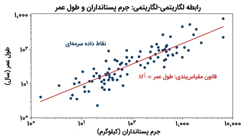 طول عمر با توان مثبت یک‌چهارم توده بدنی مقیاس‌بندی می‌شود؛ رابطه‌ای که در سراسر رده پستانداران صادق است.