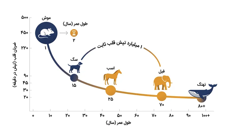 حاصل‌ضرب ریاضی ضربان قلب در حالت استراحت و طول عمر، در بین گونه‌های پستانداران حول عدد یک میلیارد تپش همگرا می‌شود.