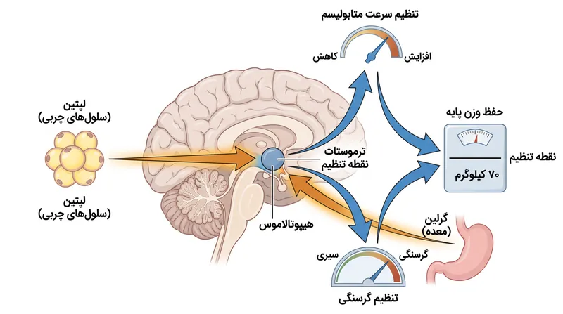 هیپوتالاموس مانند یک ترموستات بیولوژیکی عمل می‌کند و گرسنگی و مصرف انرژی را برای دفاع از وزن پایه تنظیم می‌کند.