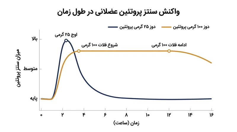 دوزهای بیشتر پروتئین روند هضم را کند کرده و به جای هدر دادن مقادیر اضافی، پنجره آنابولیک را طولانی‌تر می‌کنند.