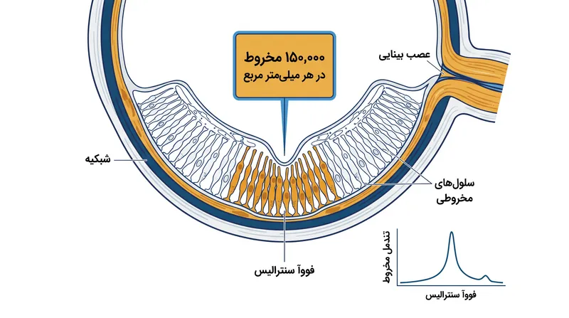 فووآ سنترالیس بالاترین غلظت گیرنده‌های نوری را در چشم انسان دارد و حد بیولوژیکی دقت بینایی را تعیین می‌کند.
