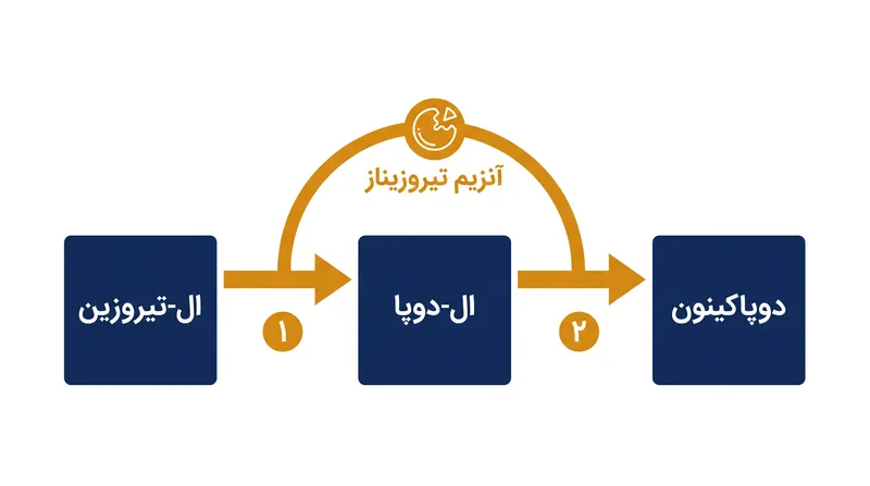تیروزیناز دو مرحله اول و حیاتی تولید ملانین را کاتالیز می‌کند، به همین دلیل هدف اصلی در درمان لک‌های پوستی است.