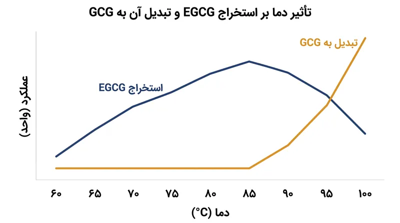 استخراج EGCG در دمای ۸۰ تا ۸۵ درجه به اوج می‌رسد، پس از آن حرارت بالا مولکول‌ها را مجبور می‌کند تا به GCG تلخ تبدیل شوند.