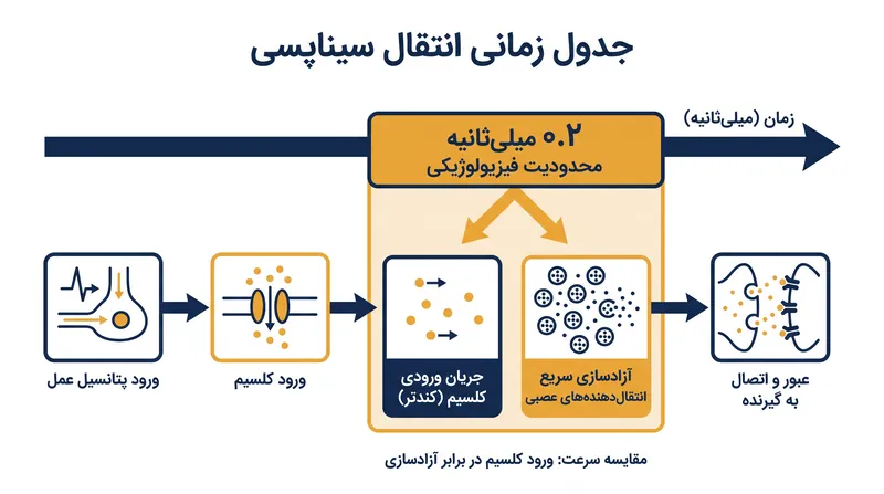 پنجره زمانی ۰.۲ میلی‌ثانیه‌ای همجوشی سیناپسی نیازمند آن است که ماشین‌های مولکولی از قبل مونتاژ شده باشند.