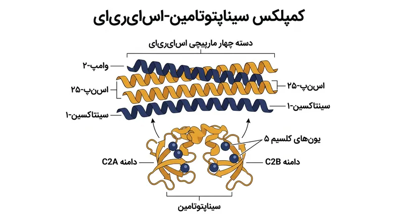 سیناپتوتاگمین-۱ به پنج یون کلسیم در دامنه‌های C2A و C2B خود متصل می‌شود و آزادسازی کمپلکس SNARE را آغاز می‌کند.