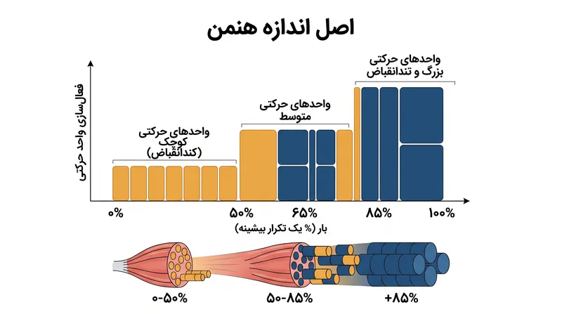 اصل اندازه هنمن دیکته می‌کند که بدن تنها زمانی بزرگ‌ترین واحدهای حرکتی خود را درگیر می‌کند که تنش مکانیکی به آن نیاز داشته باشد.