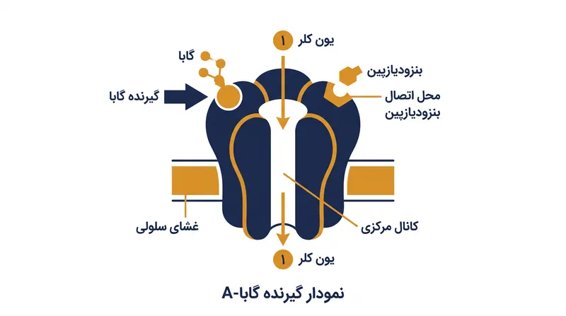 بنزودیازپین‌ها به یک جایگاه آلوستریک مجزا، جدا از حفره اصلی اتصال گابا، متصل می‌شوند.