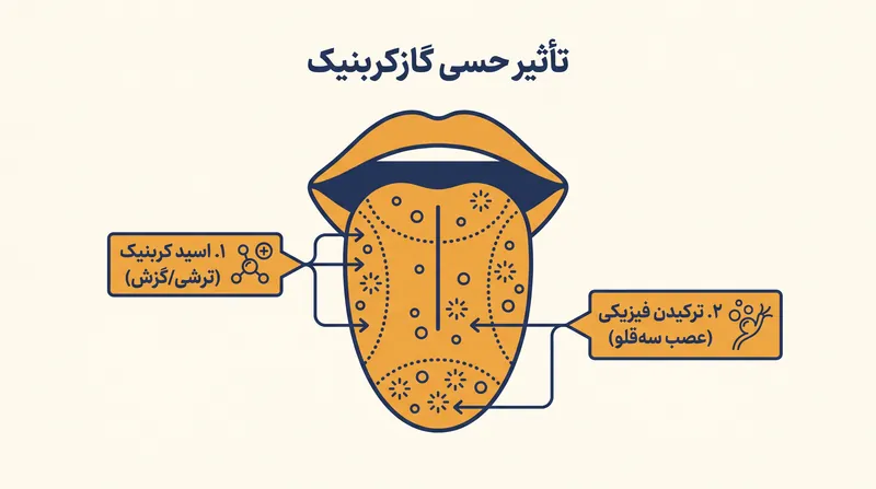 گازدار بودن فقط یک بافت فیزیکی نیست؛ بلکه اسید کربنیک تولید می‌کند که تعادل طعمی نوشیدنی را از اساس تغییر می‌دهد.