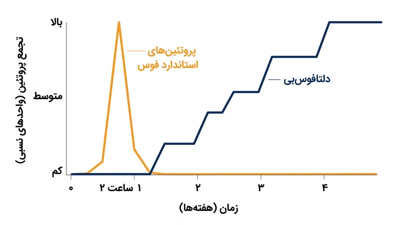 برخلاف پروتئین‌های استاندارد که در عرض چند ساعت تجزیه می‌شوند، ΔFosB با مواجهه مکرر انباشته شده و یک ردپای مولکولی ماندگار ایجاد می‌کند.