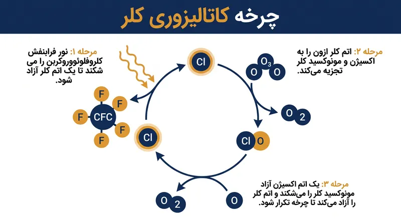 چرخه کاتالیزوری به یک اتم کلر اجازه می‌دهد تا بدون مصرف شدن، مولکول‌های ازون را به‌طور مکرر نابود کند.