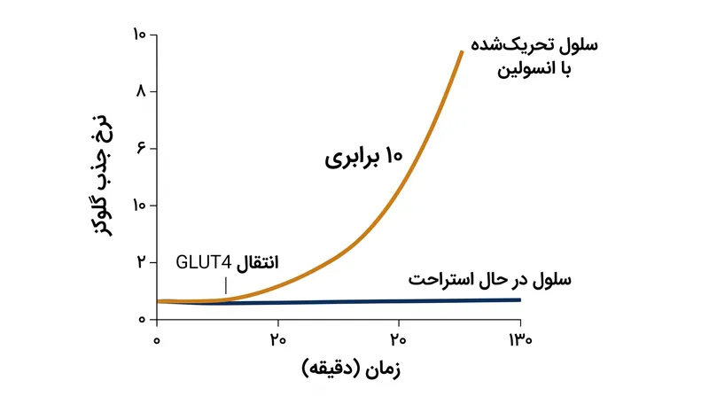 پس از انتقال موفقیت‌آمیز GLUT4، ظرفیت جذب گلوکز سلولی در مقایسه با حالت استراحت پایه تا ۱۰ برابر افزایش می‌یابد.
