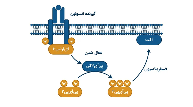 واکنش زنجیره‌ای درون‌سلولی: گیرنده انسولین IRS-1 را فعال می‌کند، که PI3K را برای تبدیل لیپیدهای غشایی و فعال‌سازی کیناز Akt فرامی‌خواند.