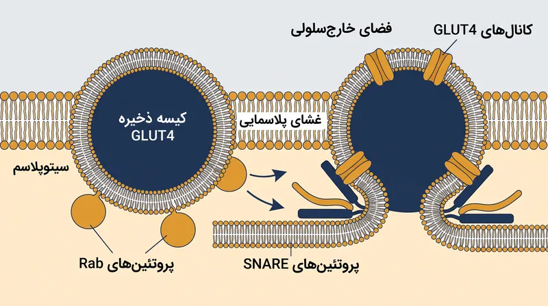 پروتئین‌های SNARE ادغام نهایی کیسه ذخیره GLUT4 با غشای پلاسمایی را میانجی‌گری می‌کنند و ناقل‌ها را در معرض گلوکز در گردش قرار می‌دهند.