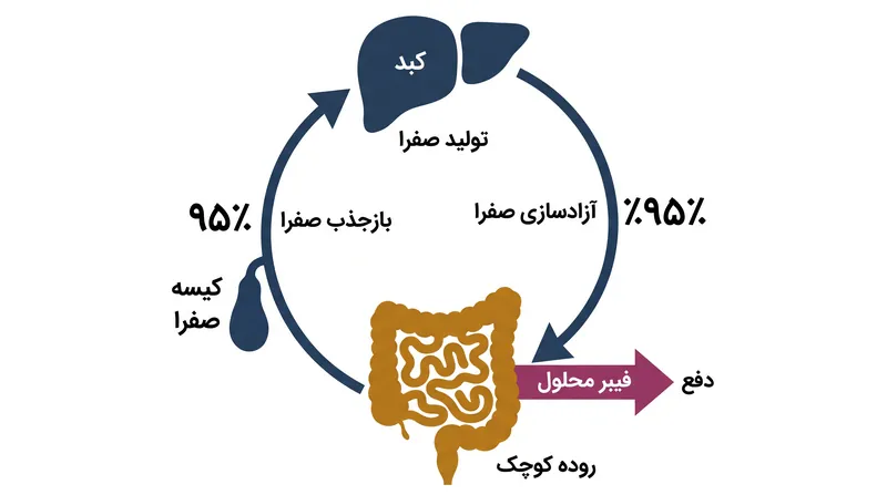 چرخه گردش روده‌ای-کبدی و چگونگی توقف آن توسط فیبر محلول.