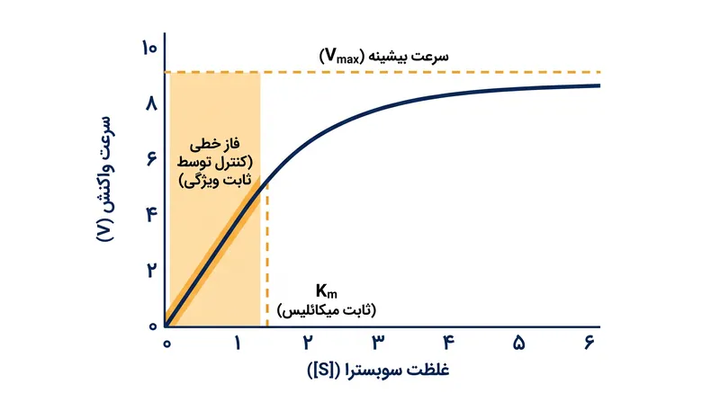 ثابت ویژگی، فاز خطی و کم‌غلظت منحنی میکائلیس-منتن را کنترل می‌کند.
