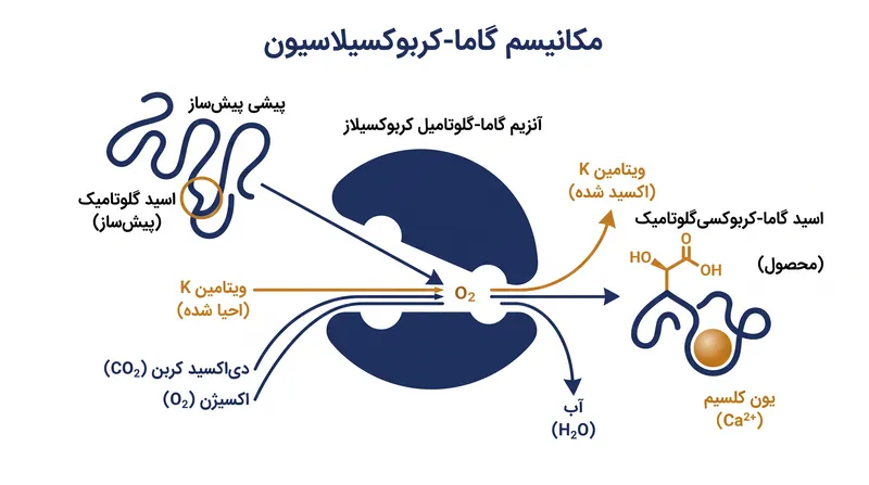 فرآیند گاما-کربوکسیلاسیون اسیدهای آمینه استاندارد را به مکان‌های اتصال کلسیم تبدیل می‌کند.