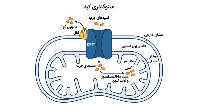 کاهش مالونیل-کوآ، قفل بیولوژیکی آنزیم CPT1 را باز کرده و به اسیدهای چرب اجازه می‌دهد برای تولید کتون وارد میتوکندری شوند.