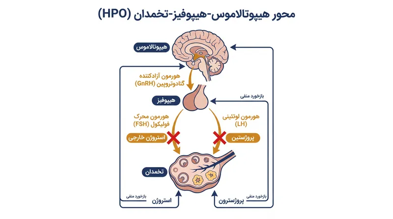 مکانیسم مرکزی دوگانه: استروژن برای جلوگیری از رشد فولیکول، FSH را سرکوب می‌کند، در حالی که پروژستین برای جلوگیری از تخمک‌گذاری، LH را سرکوب می‌نماید.
