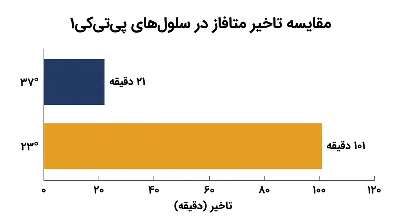شرایط هیپوترمیک (سرما) با فعال کردن نقطه وارسی دوک وابسته به Mad2، متافاز را طولانی می‌کند.